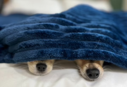 weighted blanket cover