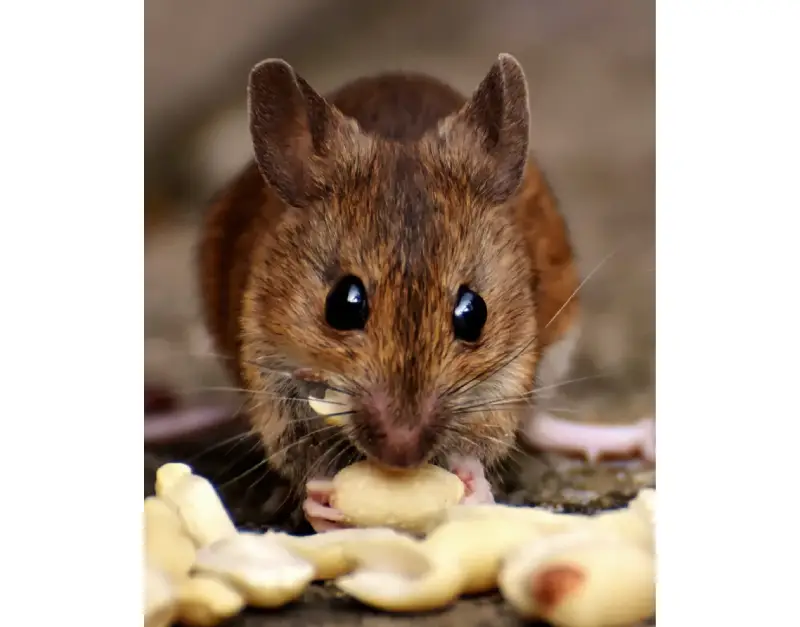 What Is Rodent Control In Toronto And Why It Matters For Your Home?